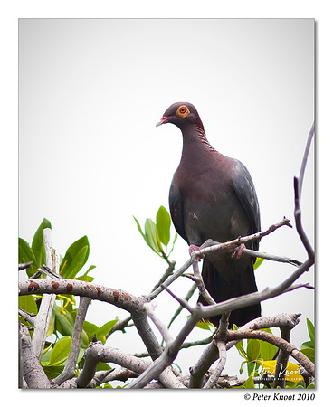 Scaly-naped Pigeon