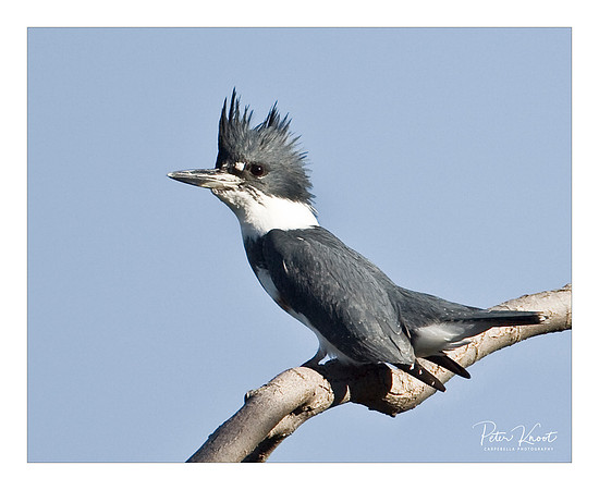 Belted Kingfisher