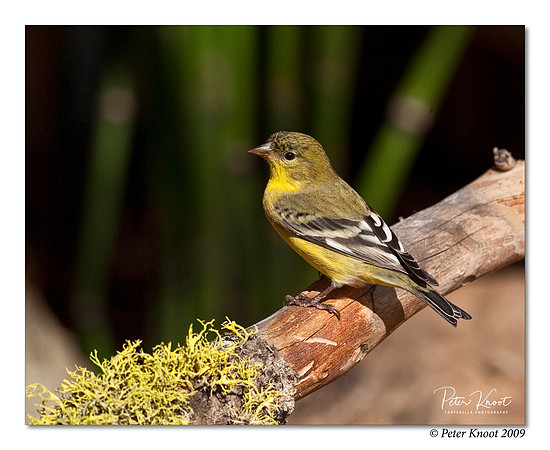 Lesser Goldfinch
