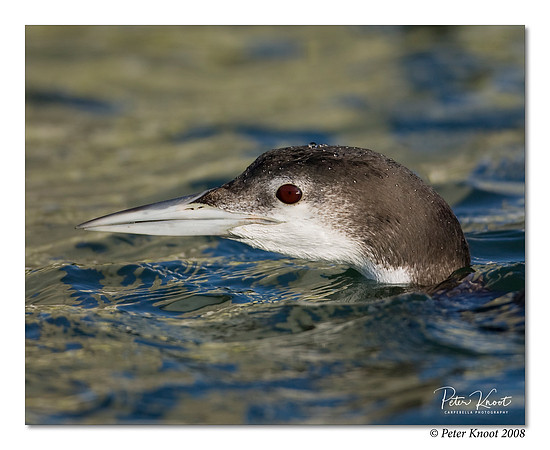 Common Loon