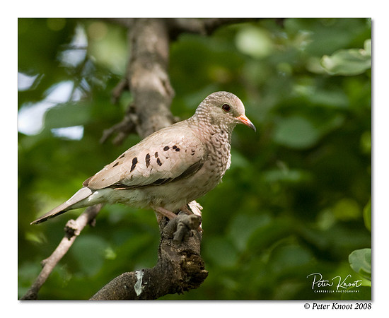 Common Ground Dove