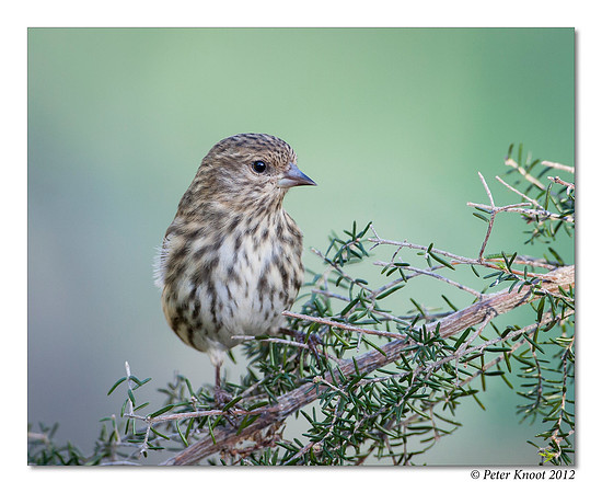 Pine Siskin