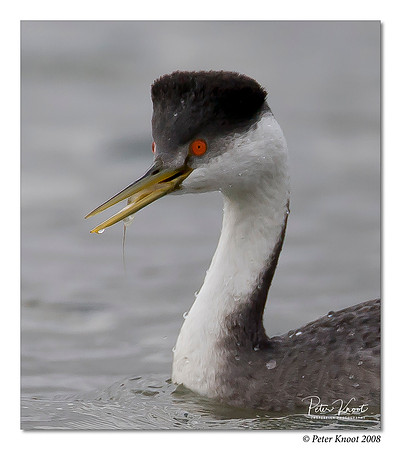 Western Grebe
