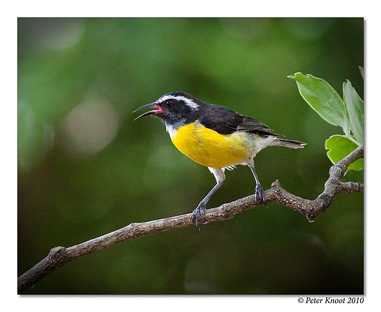 Bananaquit