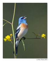 Lazuli Bunting