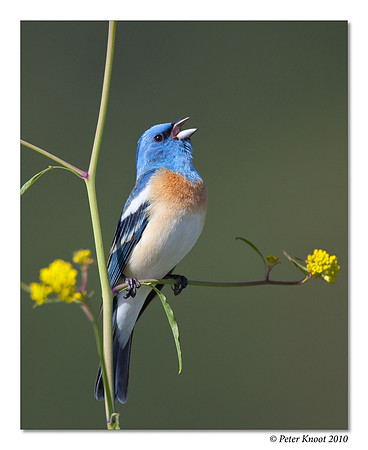 Lazuli Bunting