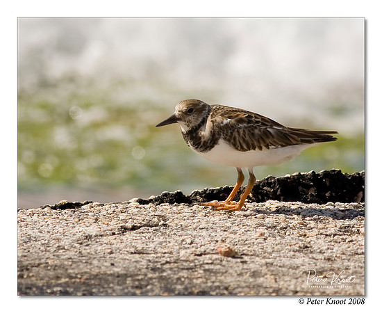Ruddy Turnstone