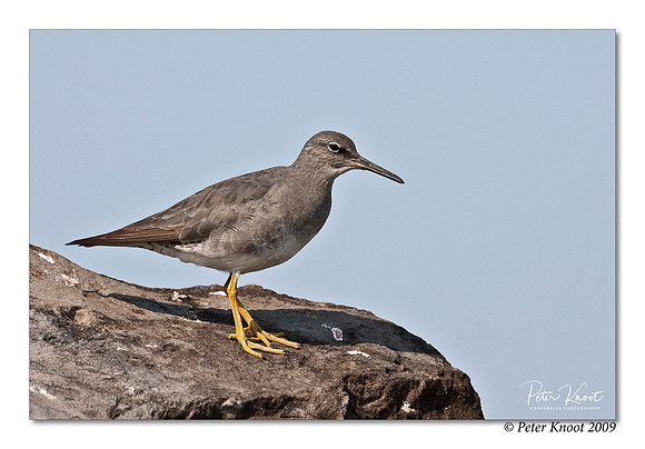 Wandering Tattler