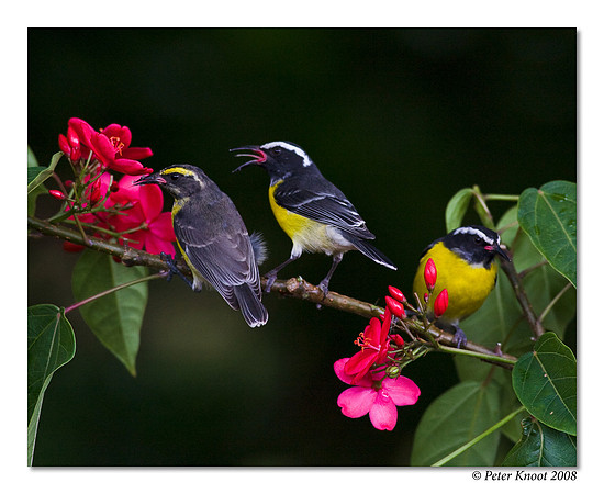 Bananaquit