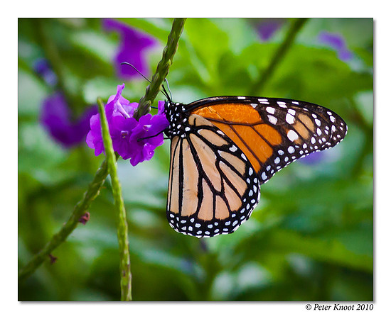 Monarch