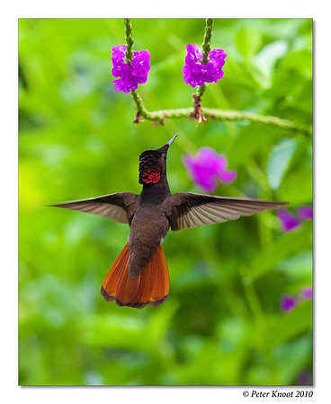 Ruby Topaz Hummingbird