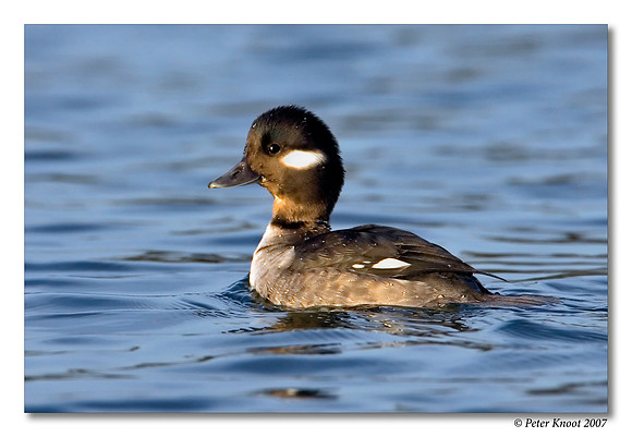 Bufflehead