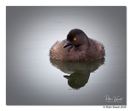 Least Grebe