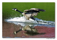 peter_canada_goose_2