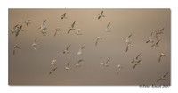 Forster's Terns
