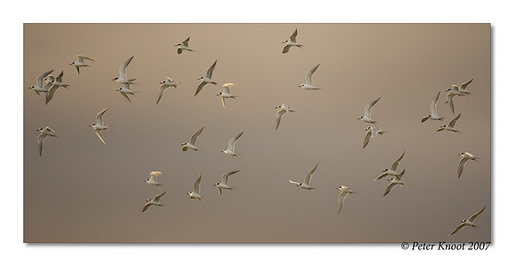 Forster's Terns