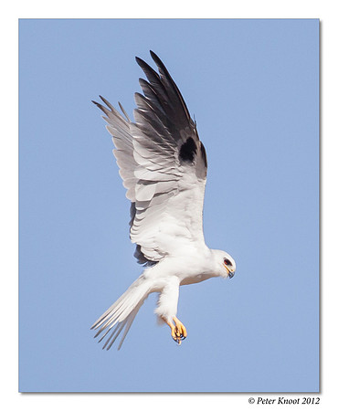 White-tailed Kite