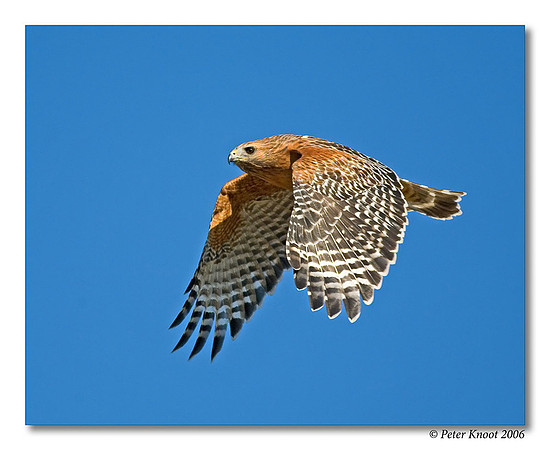 Red-shouldered Hawk