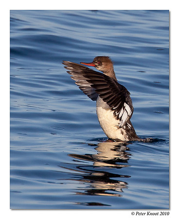 Red-breasted Merganser