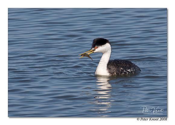 Western Grebe