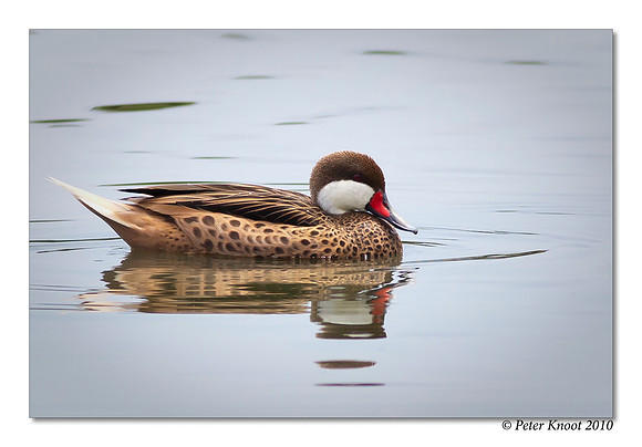 White-cheeked Pintail