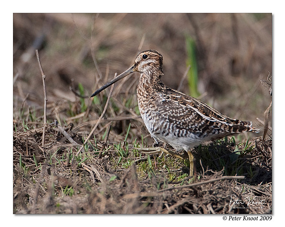Wilson's Snipe