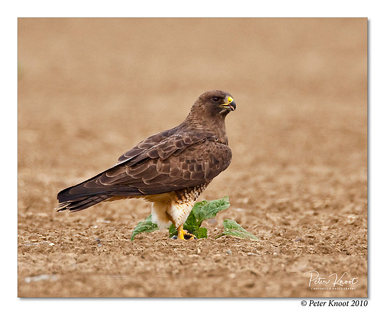 Swainson's Hawk