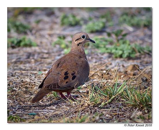 Eared Dove
