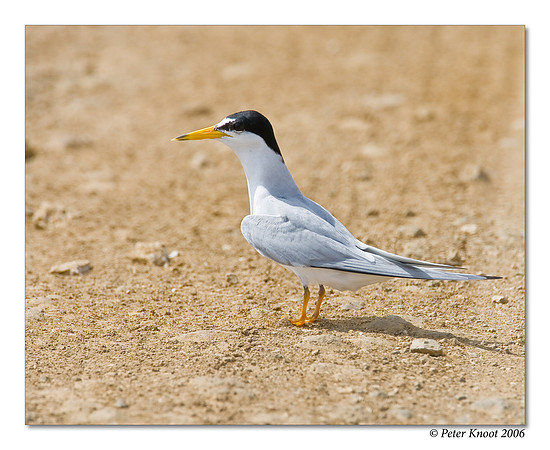 Least Tern