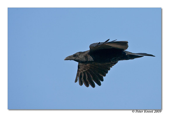 Common Raven