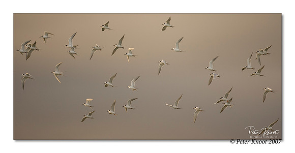 Forster's Tern