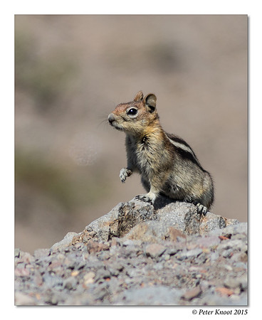 Golden-mantled Ground Squirrel