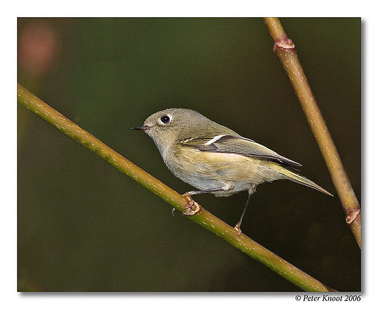 Ruby-crowned Kinglet