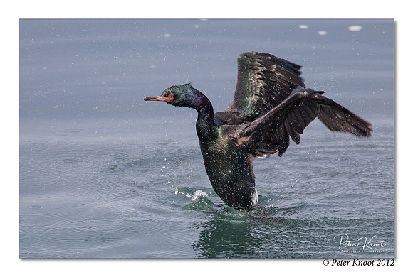Pelagic Cormorant