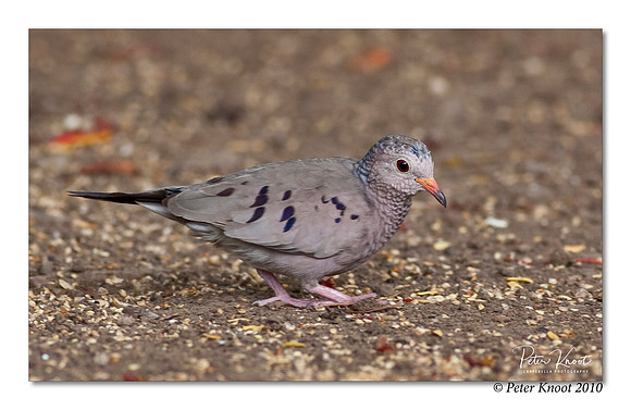 Common Ground Dove