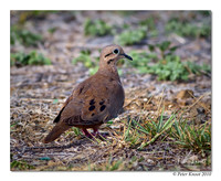 Eared Dove