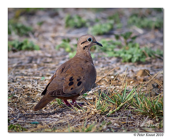 Eared Dove