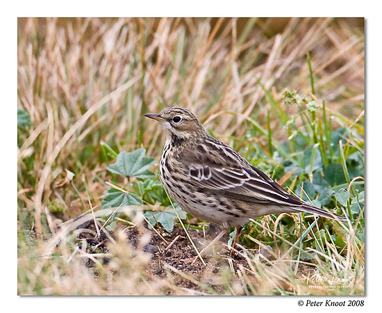 peter_red-throated_pipit_2