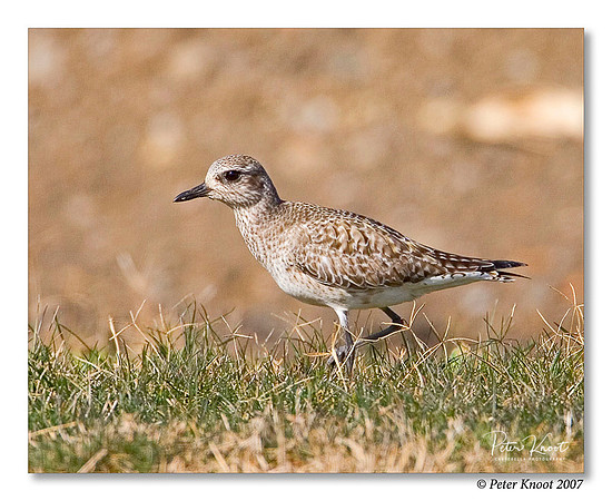 Pacific Golden Plover