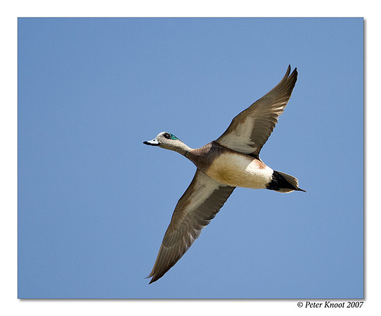 American Wigeon