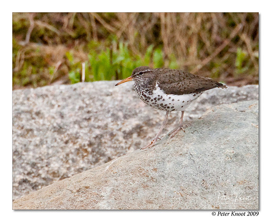 Spotted Sandpiper