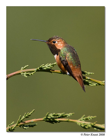 Allen's Hummingbird