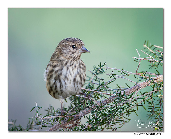 Pine Siskin