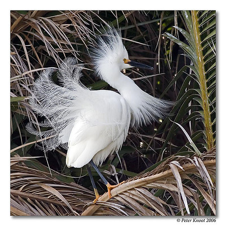 Snowy Egret