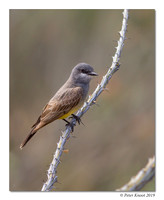 Cassin's Kingbird