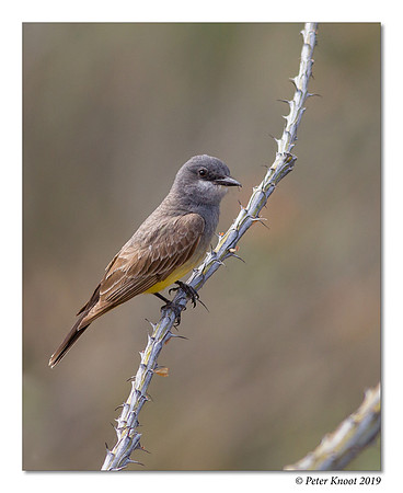 Cassin's Kingbird