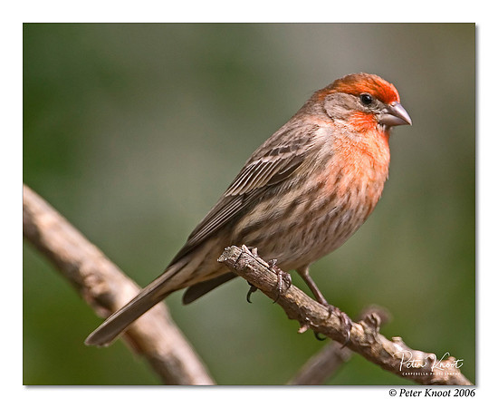 House Finch