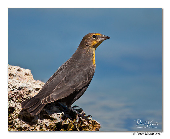 Yellow-headed Blackbird