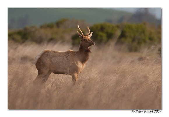 Tule Elk