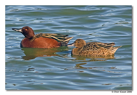 peter_cinnamon_teal_6